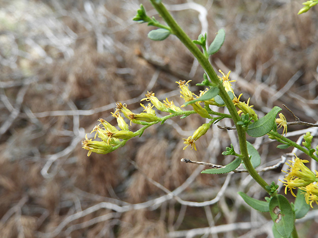 Solidago nemoralis var. nemoralis (Gray goldenrod) #90799