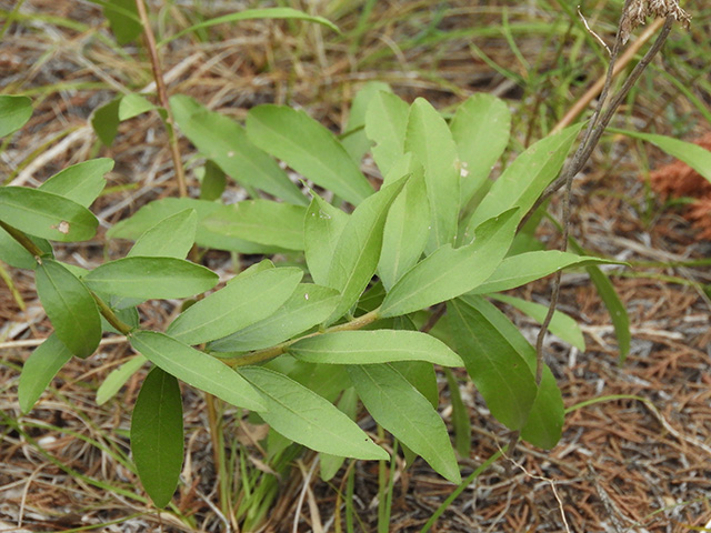 Solidago nemoralis var. nemoralis (Gray goldenrod) #90800