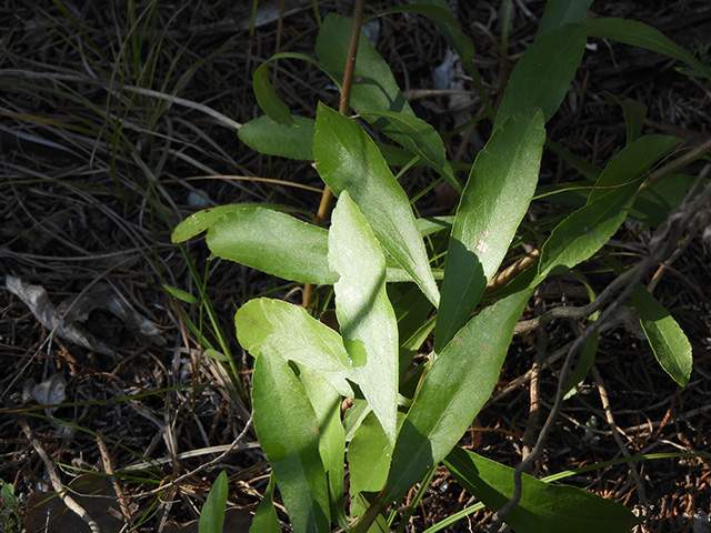 Solidago nemoralis var. nemoralis (Gray goldenrod) #90801