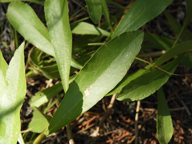 Solidago nemoralis var. nemoralis (Gray goldenrod) #90802