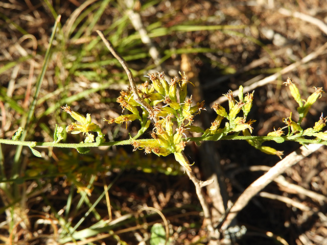 Solidago nemoralis var. nemoralis (Gray goldenrod) #90803