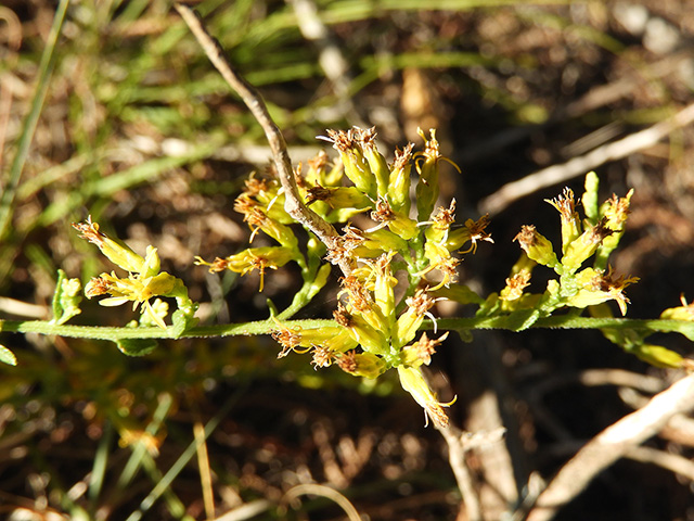 Solidago nemoralis var. nemoralis (Gray goldenrod) #90804