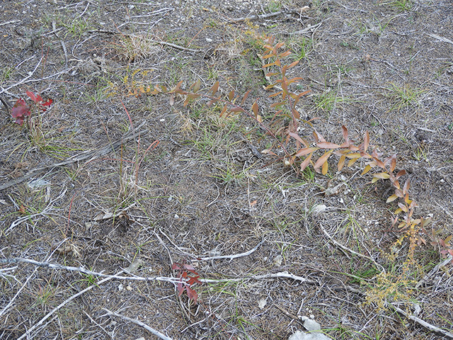 Solidago nemoralis var. nemoralis (Gray goldenrod) #90805