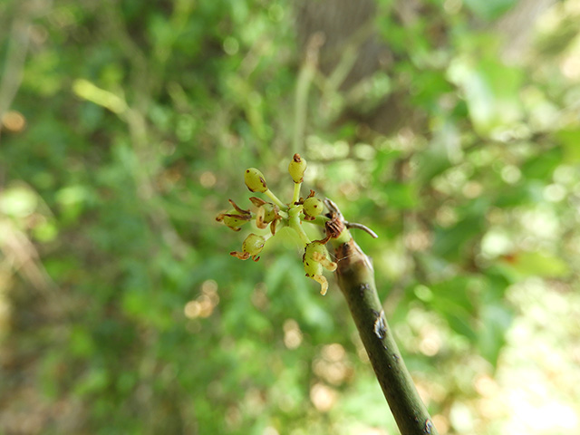 Smilax bona-nox (Sawbriar) #90853