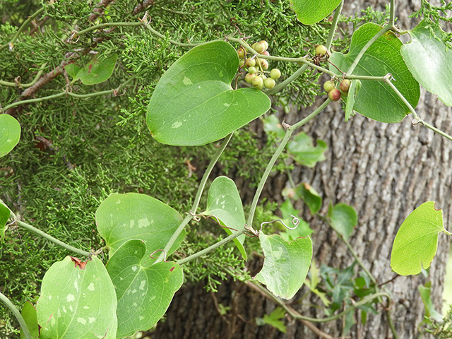 Smilax bona-nox (Sawbriar) #90883