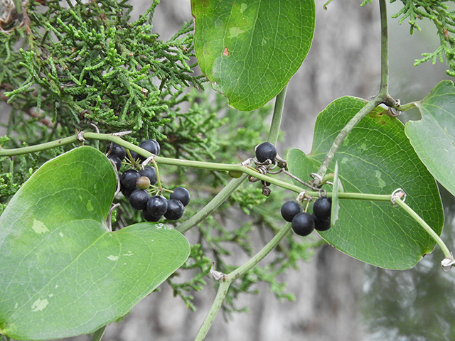 Smilax bona-nox (Sawbriar) #90889