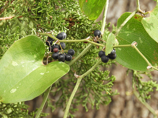 Smilax bona-nox (Sawbriar) #90891