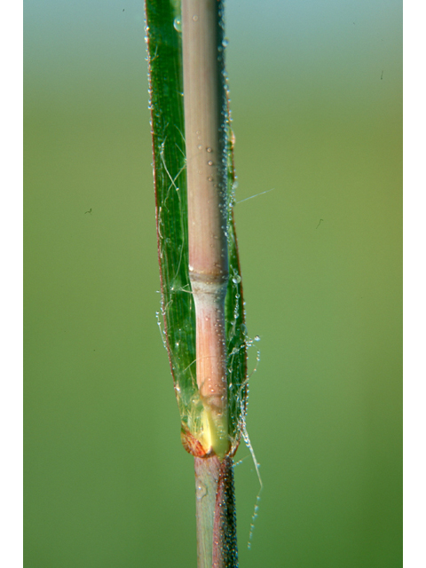 Andropogon gerardii (Big bluestem) #36287