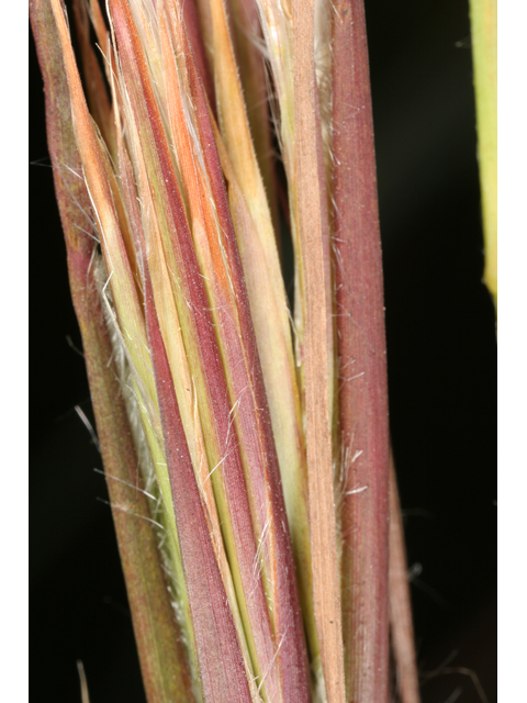 Andropogon glomeratus (Bushy bluestem) #36305