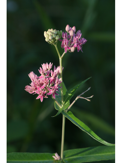 Asclepias rubra (Red milkweed) #36332