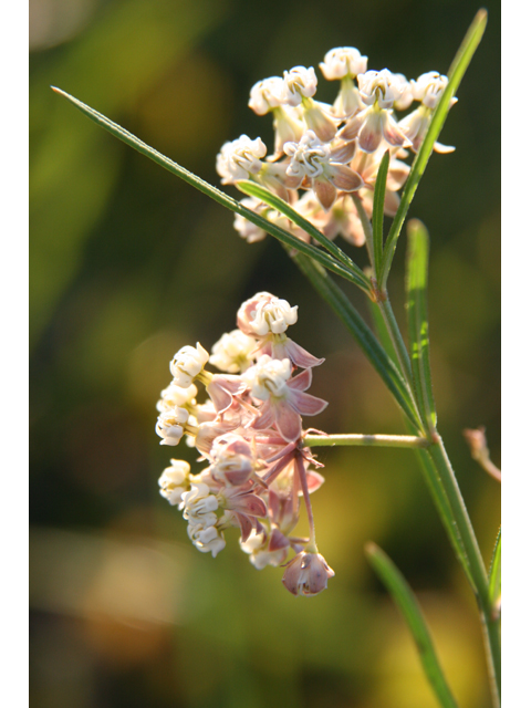 Asclepias verticillata (Whorled milkweed) #36344