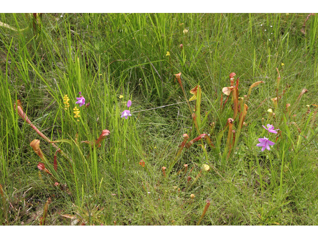 Calopogon tuberosus (Tuberous grasspink) #36381