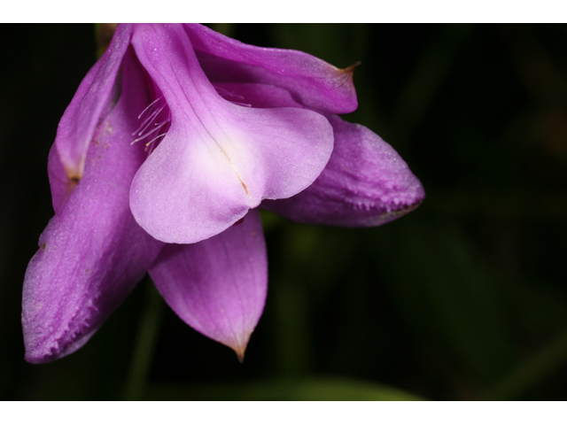 Calopogon tuberosus (Tuberous grasspink) #36385