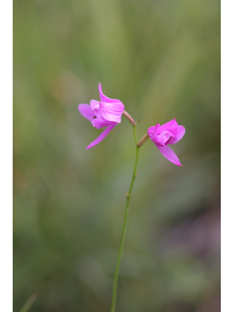 Calopogon tuberosus (Tuberous grasspink) #36387