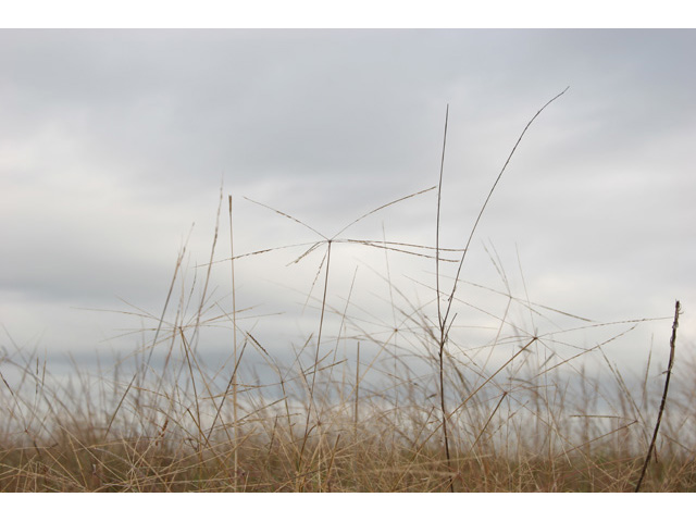 Chloris texensis (Texas windmill grass) #36420