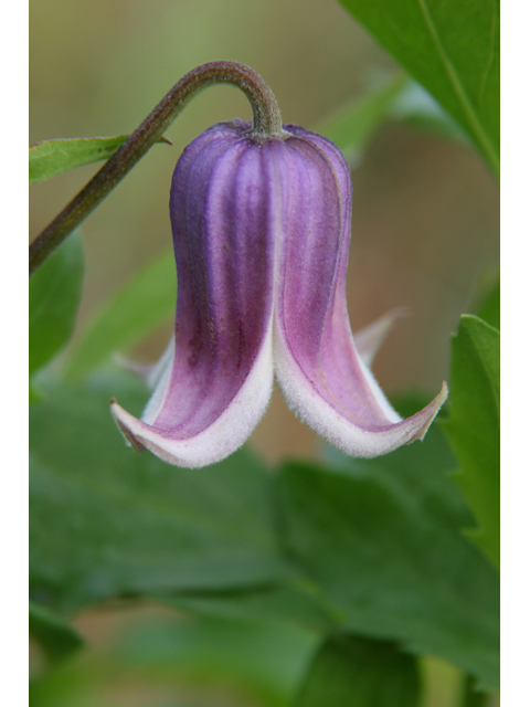 Clematis crispa (Swamp leatherflower) #36424