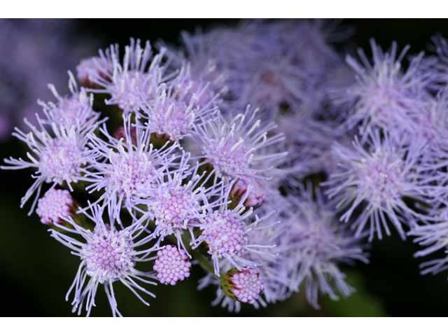 Conoclinium coelestinum (Blue mistflower) #36432