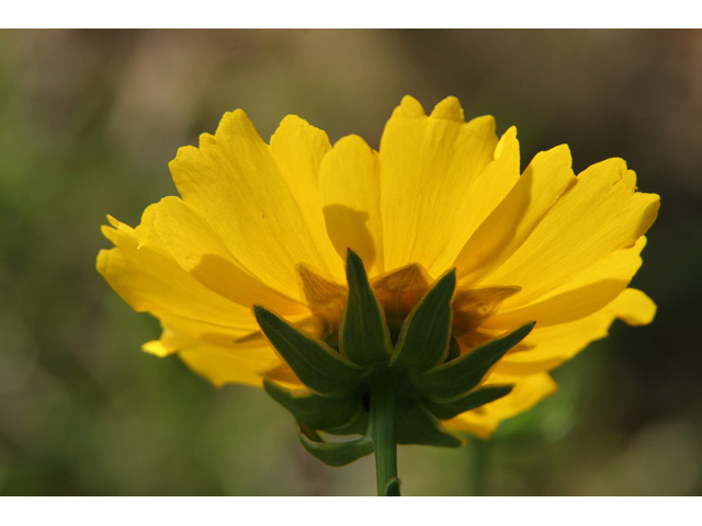 Coreopsis lanceolata (Lanceleaf coreopsis) #36433