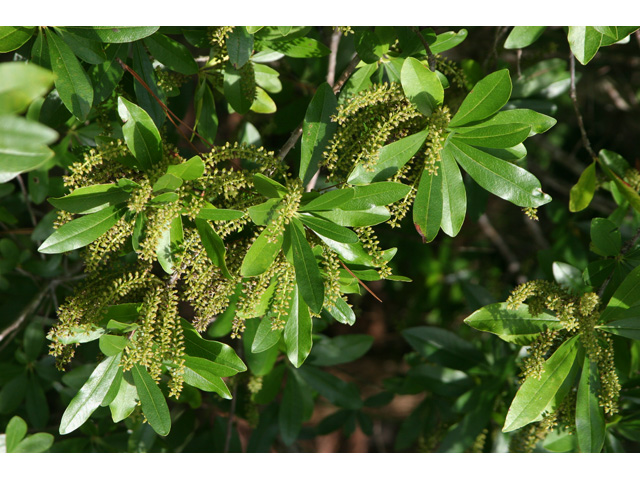 Cyrilla racemiflora (Titi) #36445