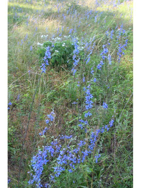 Delphinium carolinianum (Prairie larkspur) #36452