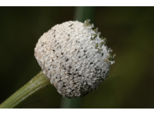 Eriocaulon decangulare (Ten-angle pipewort) #36466