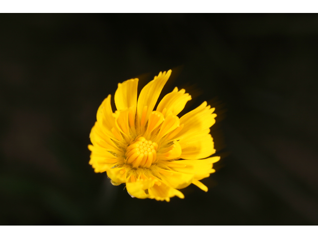 Krigia dandelion (Potato dwarf dandelion) #36493