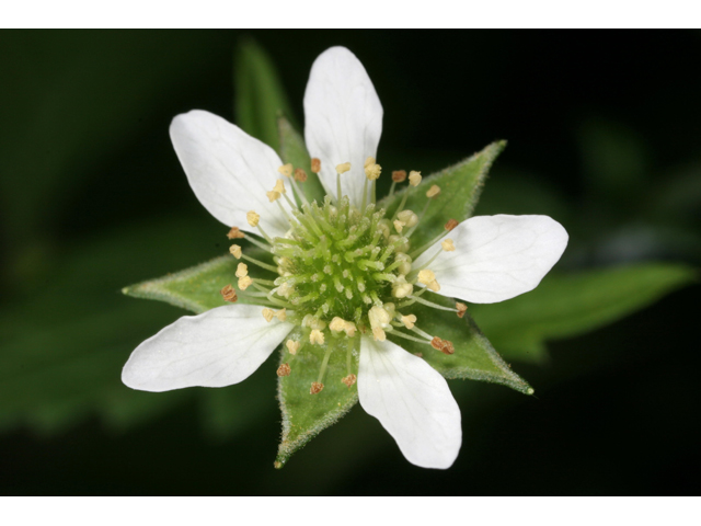 Geum canadense (White avens) #36530