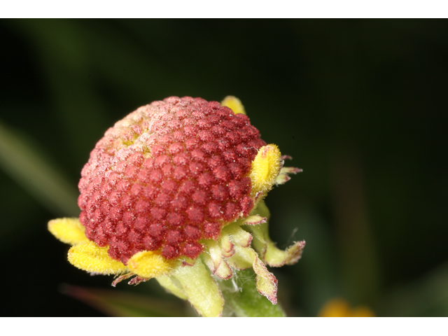 Helenium flexuosum (Purplehead sneezeweed) #36538