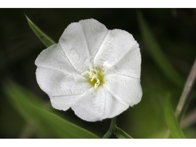 Evolvulus sericeus (Silver dwarf morning-glory) #36539