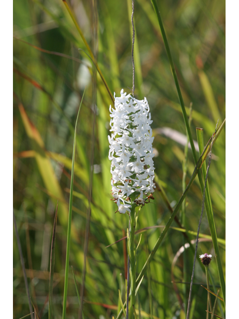 Platanthera nivea (Snowy orchid) #36558