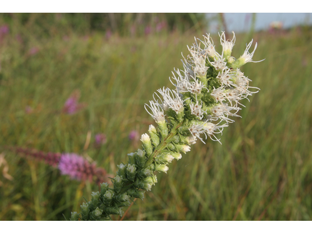 Liatris pycnostachya (Prairie blazing star) #36611