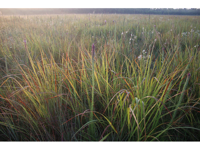 Tripsacum dactyloides (Eastern gamagrass) #36616