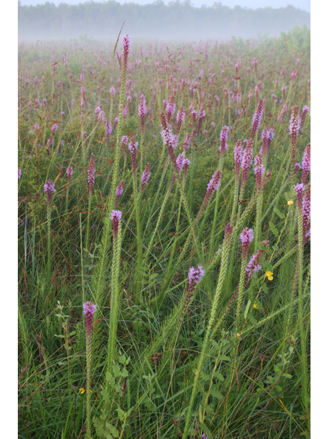 Liatris pycnostachya (Prairie blazing star) #36623