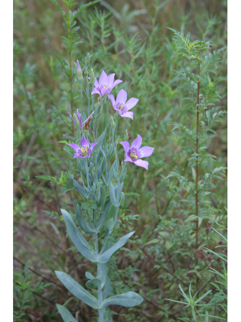 Eustoma exaltatum (Catchfly prairie gentian) #36625