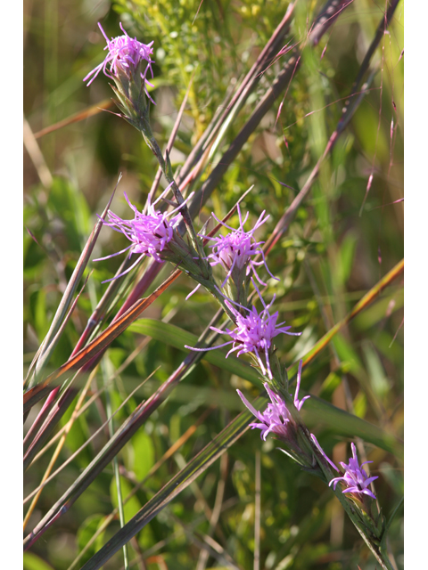 Liatris bracteata (Bracted blazing star) #36673