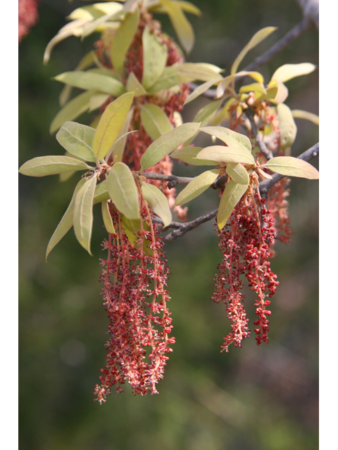 Quercus incana (Bluejack oak) #36799