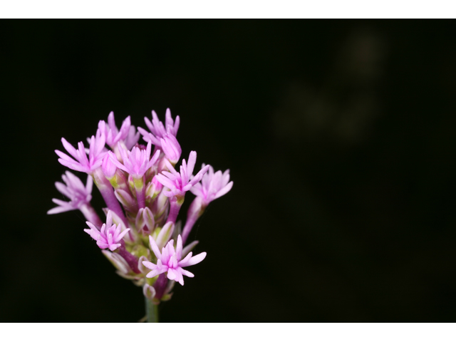 Polygala incarnata (Procession flower) #36803