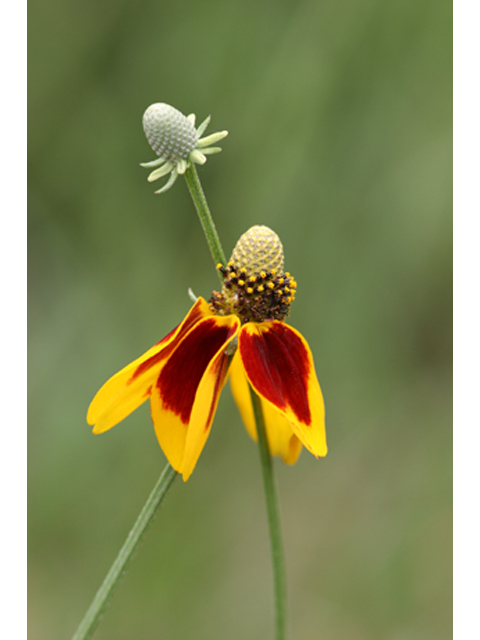 Ratibida columnifera (Mexican hat) #36849