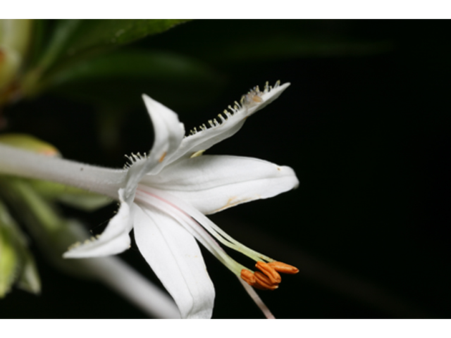 Rhododendron oblongifolium (Texas azalea) #36865