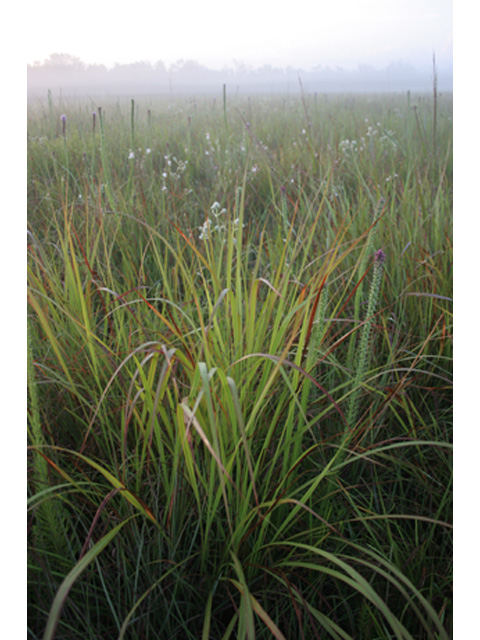 Tripsacum dactyloides (Eastern gamagrass) #36938