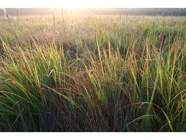 Tripsacum dactyloides (Eastern gamagrass) #36939