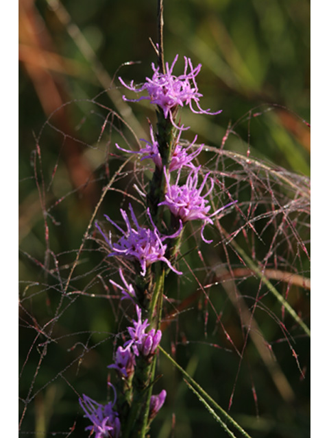 Liatris bracteata (Bracted blazing star) #36969