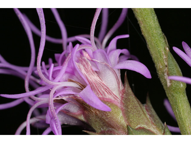 Liatris bracteata (Bracted blazing star) #36975