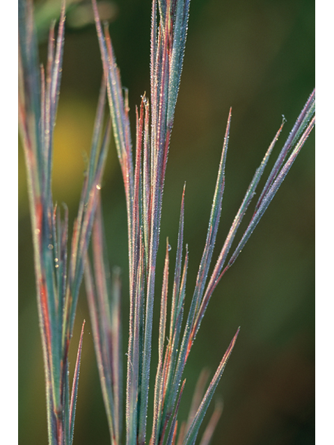 Schizachyrium scoparium (Little bluestem) #36984