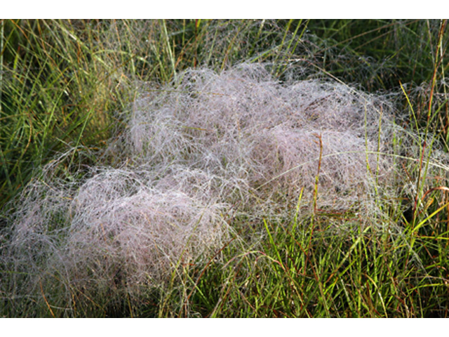 Muhlenbergia capillaris (Gulf muhly) #36988