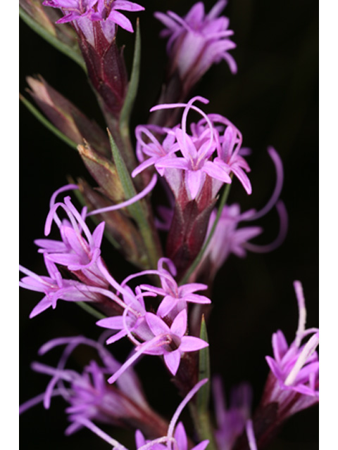 Liatris acidota (Sharp blazing star) #36997