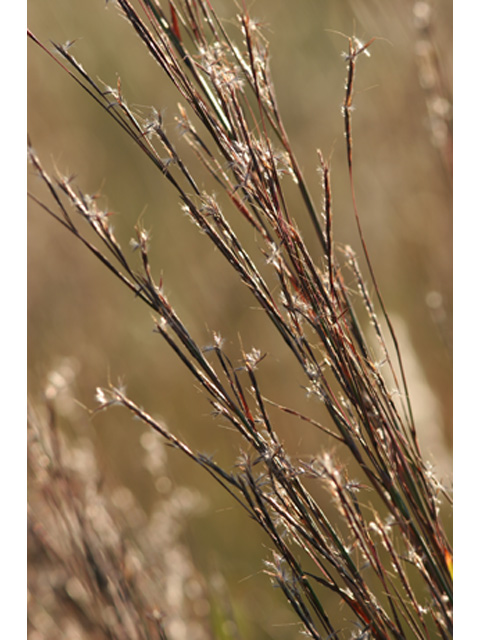 Schizachyrium scoparium (Little bluestem) #36998