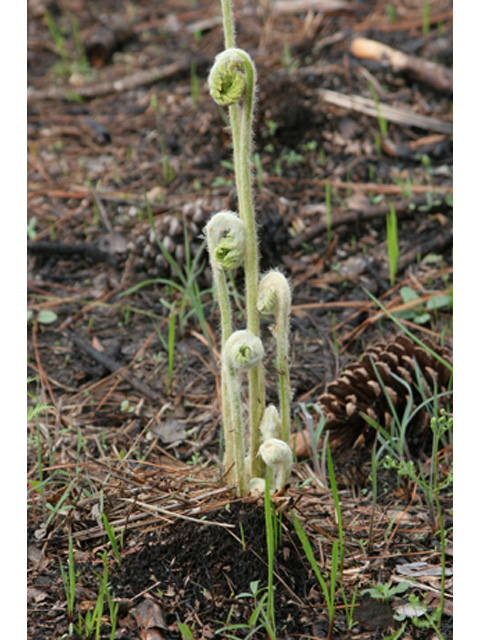 Osmunda cinnamomea (Cinnamon fern) #37023