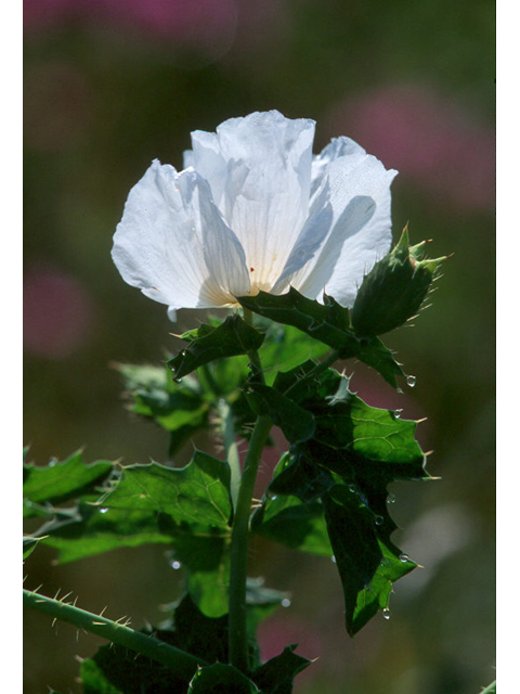 Argemone polyanthemos (Crested pricklypoppy) #37046