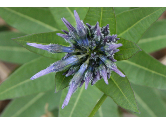 Amsonia tabernaemontana (Eastern bluestar) #37047